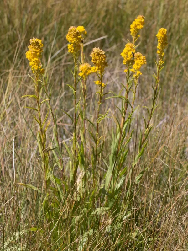 Border goldenrod