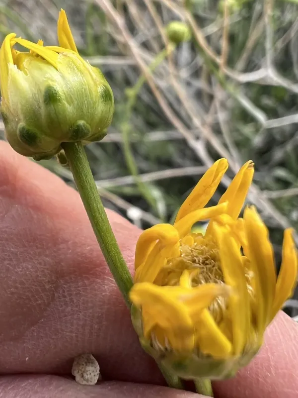Shockley's goldenhead