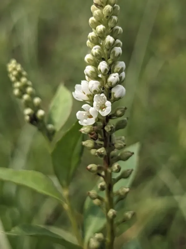 Fortune's loosestrife hybrid