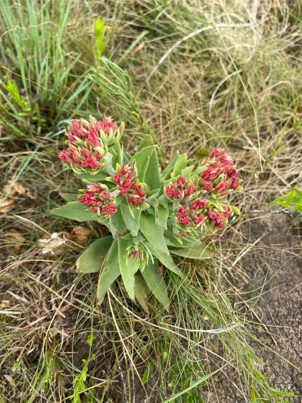 Crassula alba