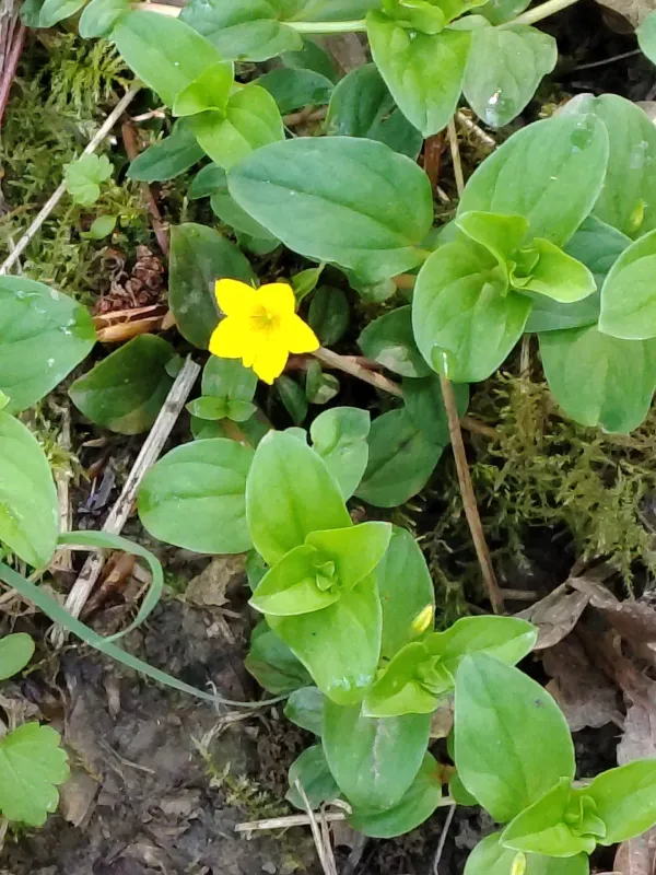 Yellow pimpernel