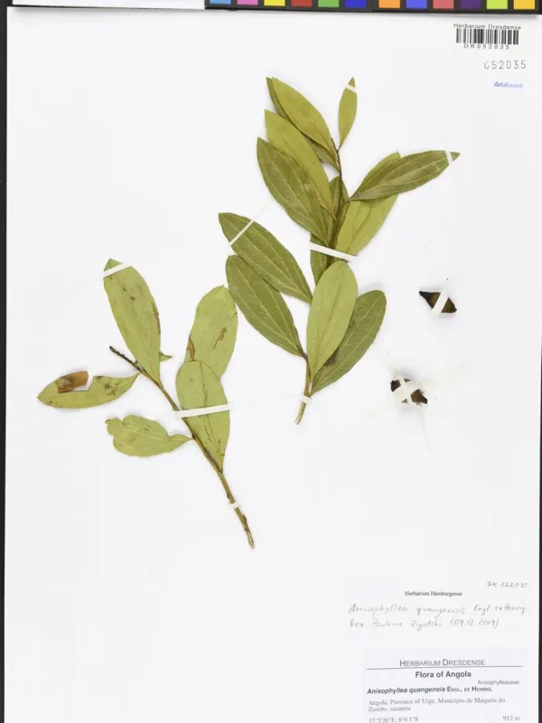 Anisophyllea quangensis