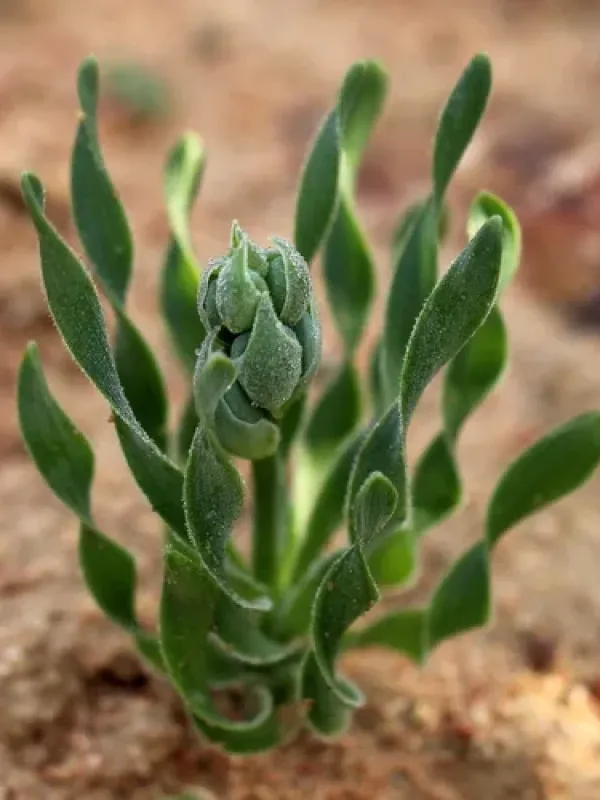 Albuca ciliaris