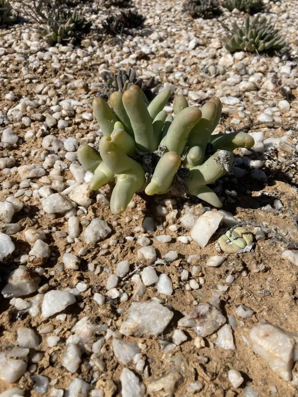 Mesembryanthemum digitatum