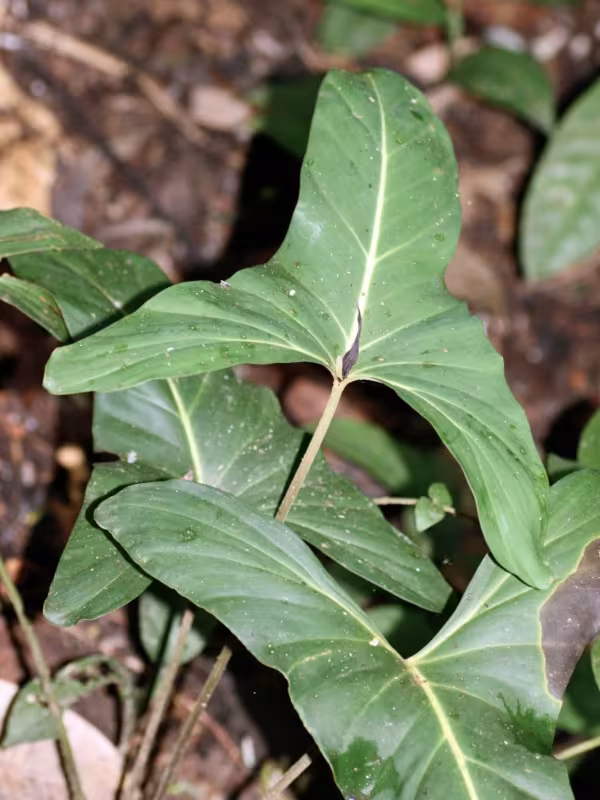 Adelonema yanamonoense