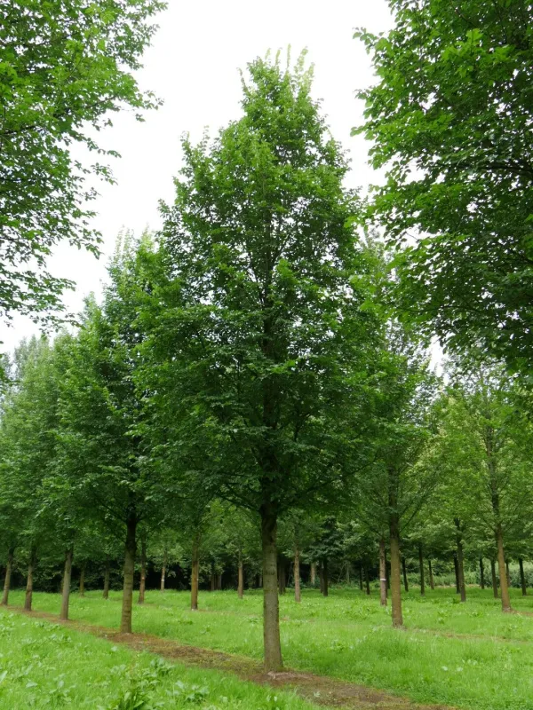 Hybrid elm