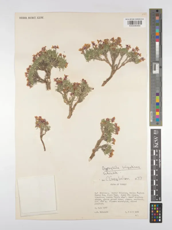 Gypsophila briquetiana