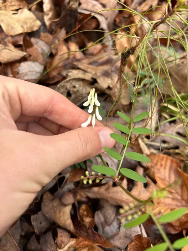 Carolina vetch