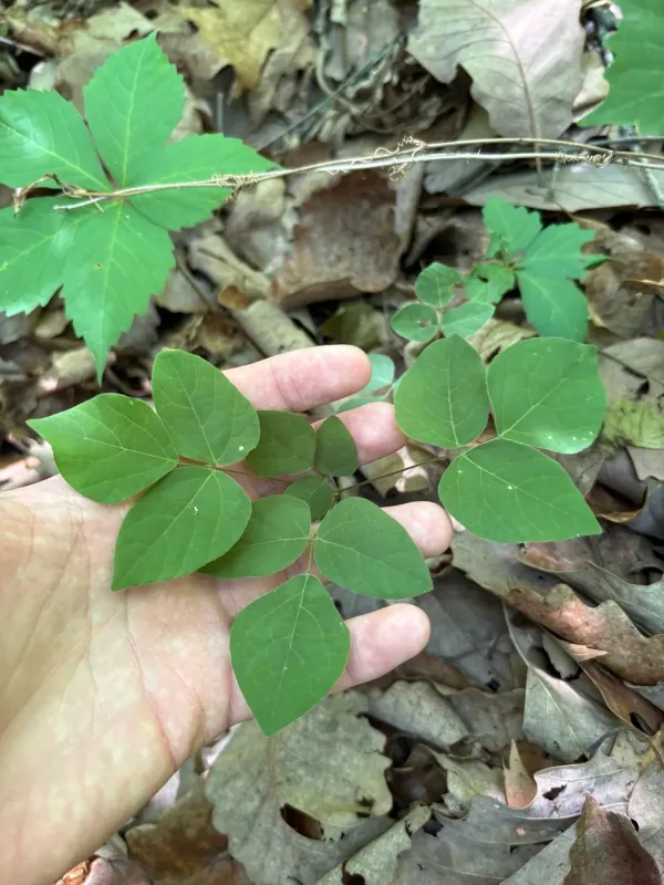 Naked-flowered tick trefoil