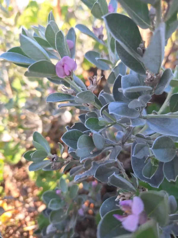 Silky Podalyria