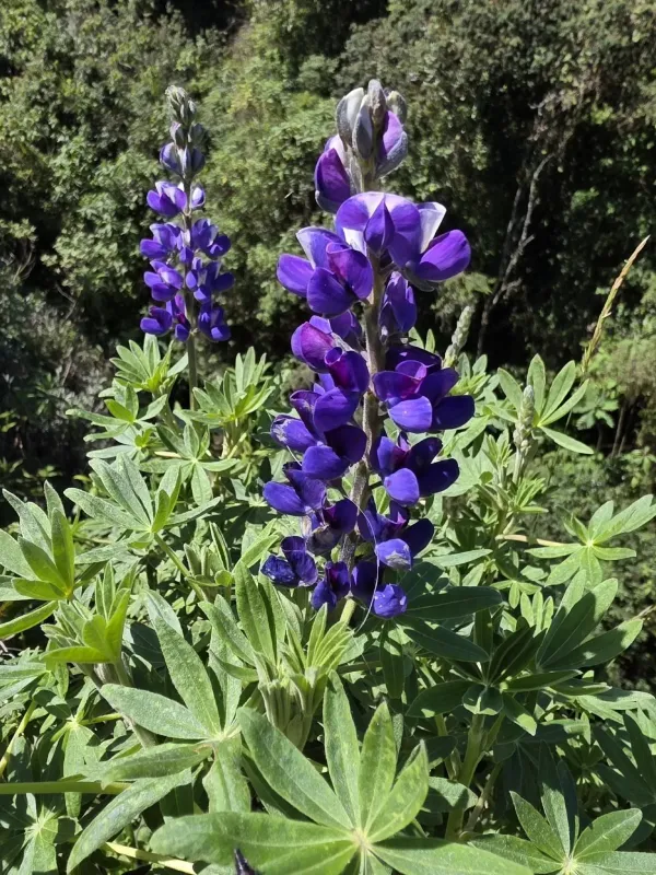 Lupinus pubescens