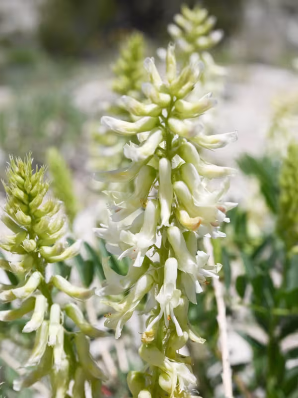 Two-grooved milkvetch