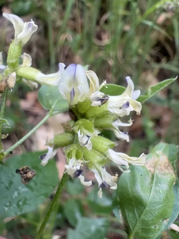 California scurfpea