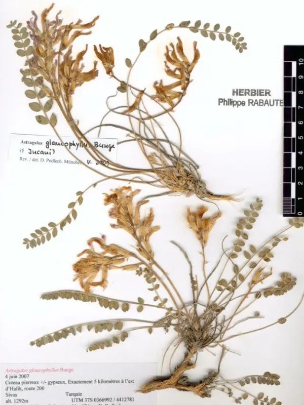 Astragalus glaucophyllus