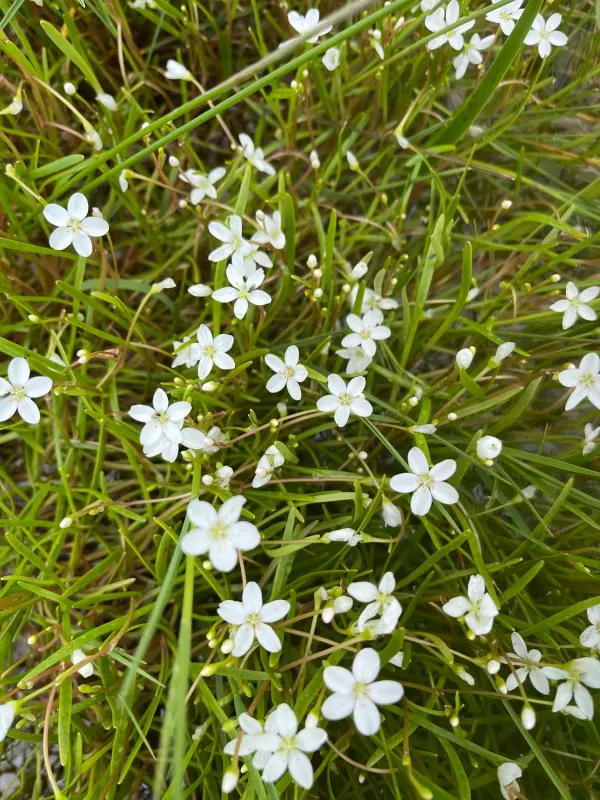 Montia australasica