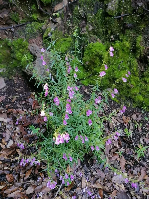 Penstemon campanulatus