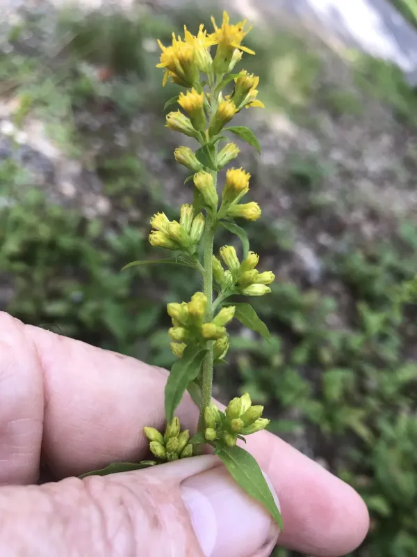 Roan goldenrod