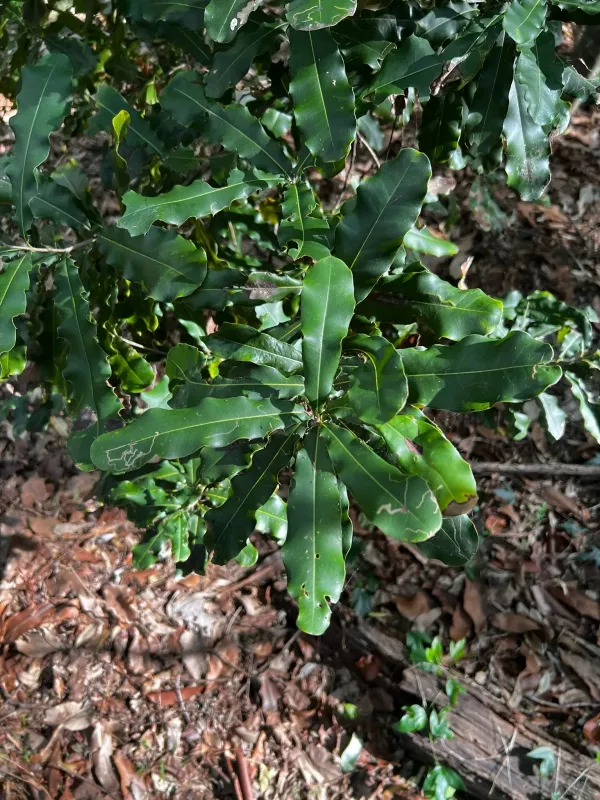 Hybrid Macadamia