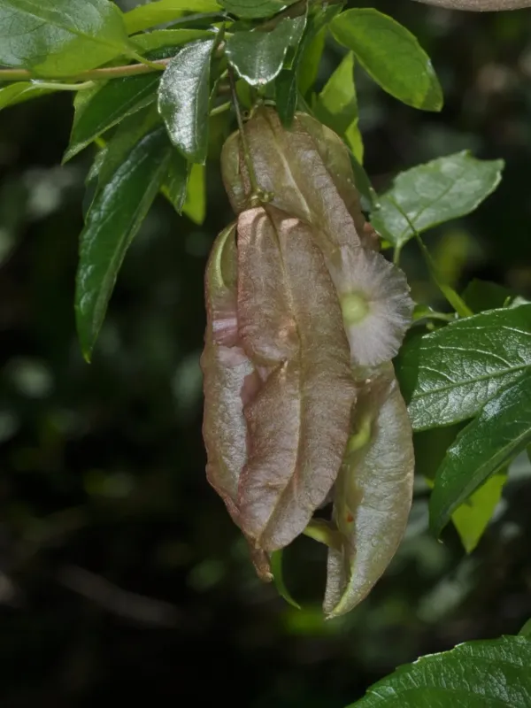 Anchietea pyrifolia