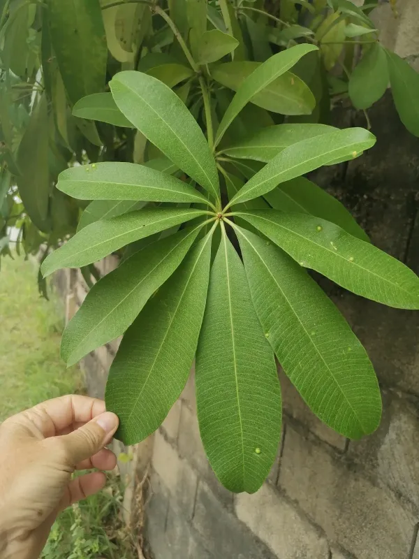 Alstonia scholaris