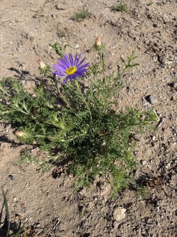 Tansyleaf tansyaster