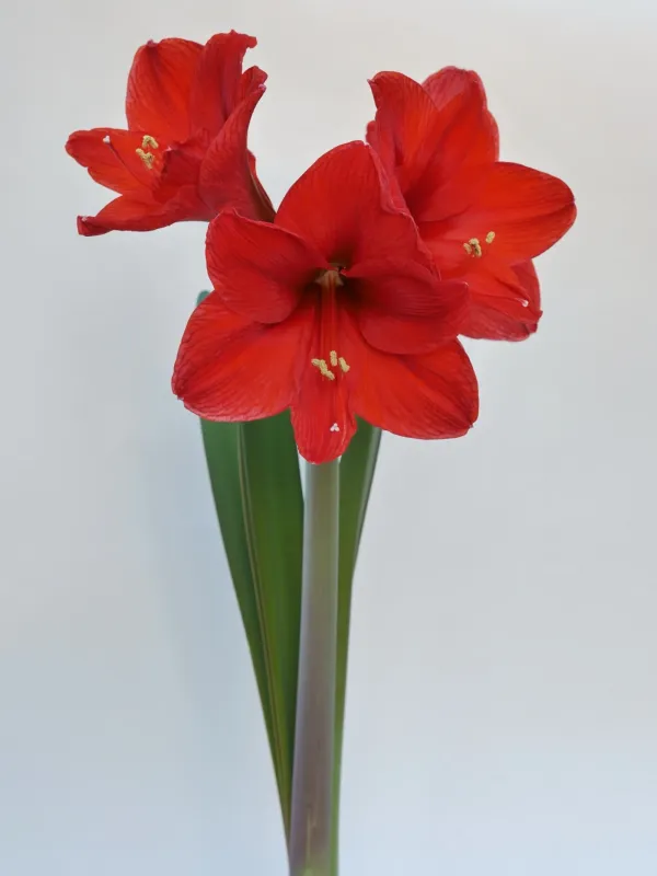 Amaryllis hybrids