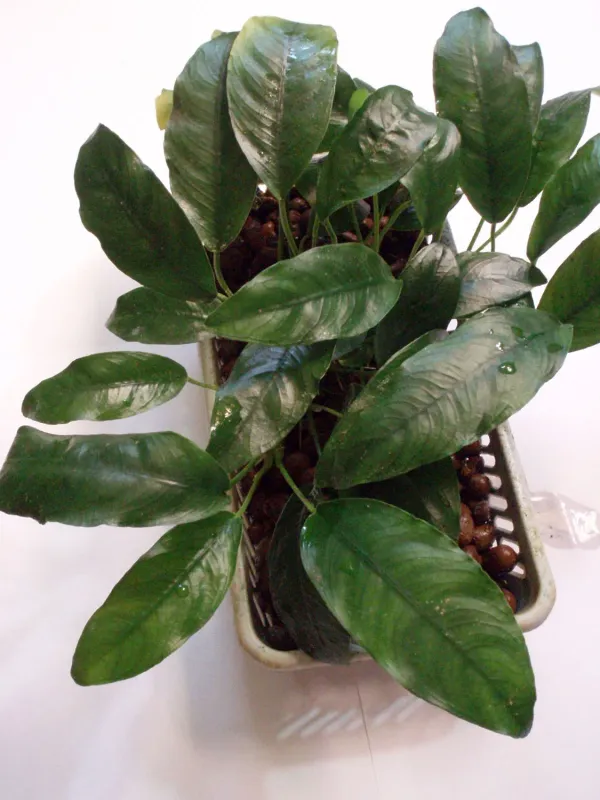 Anubias hybrids