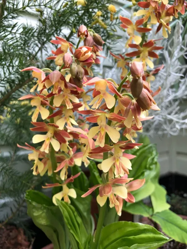 Calanthe hybrids