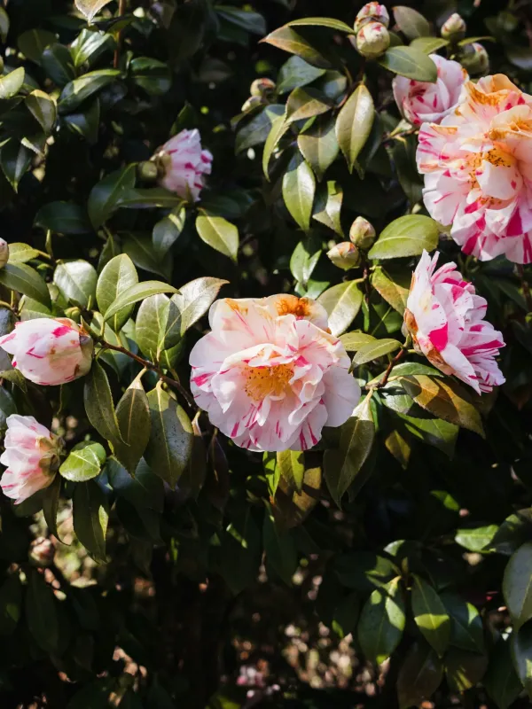 Camellia hybrids