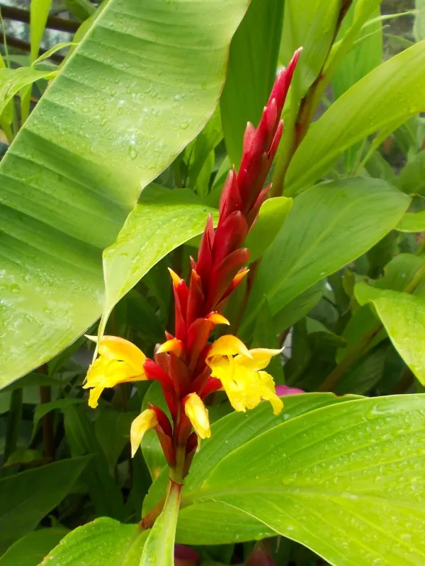 Cautleya hybrid