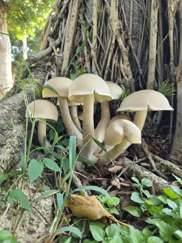 Giant macrocybe