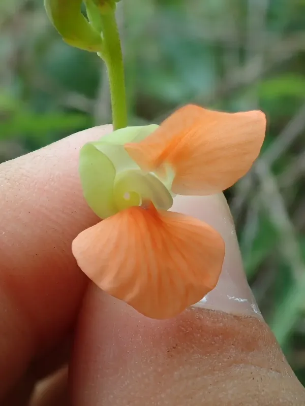 Macroptilium erythroloma