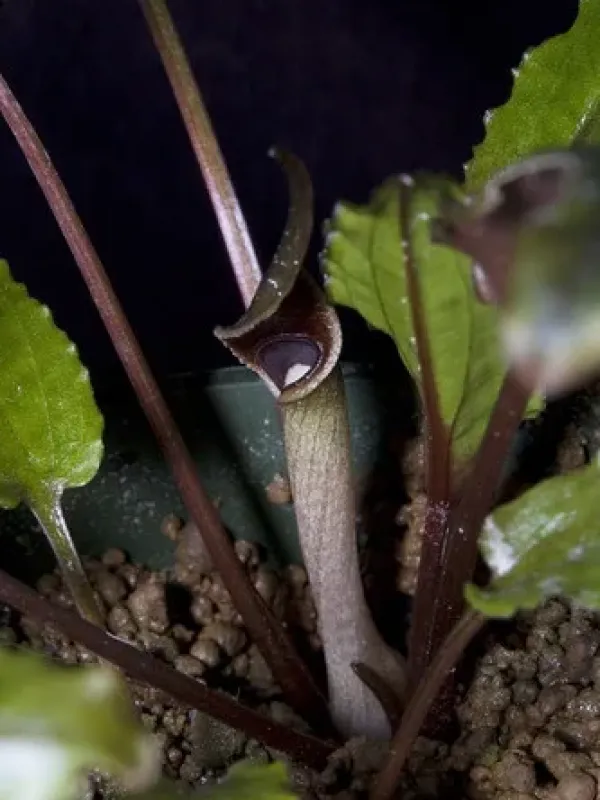 Cryptocoryne hybrids