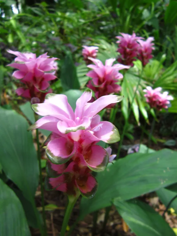 Hybrid turmeric
