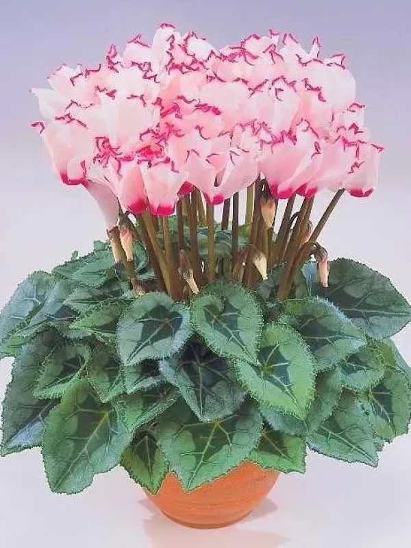 Cyclamen hybrids