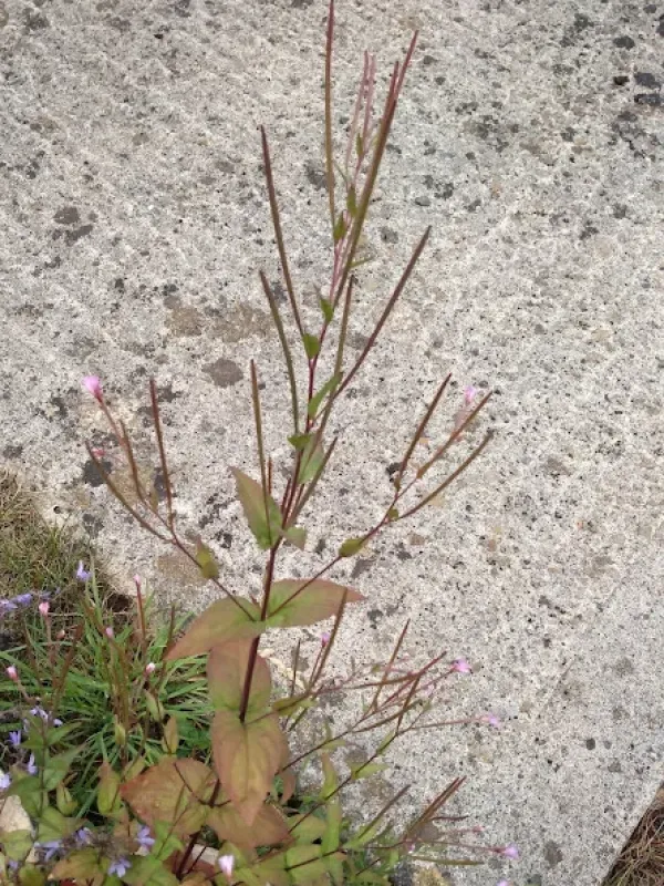 Epilobium hybrids