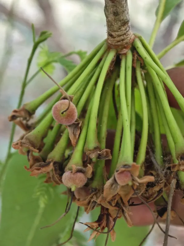 Madhuca longifolia