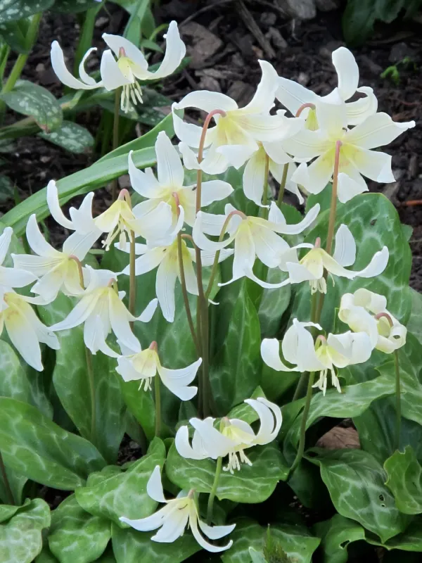 Erythronium hybrid