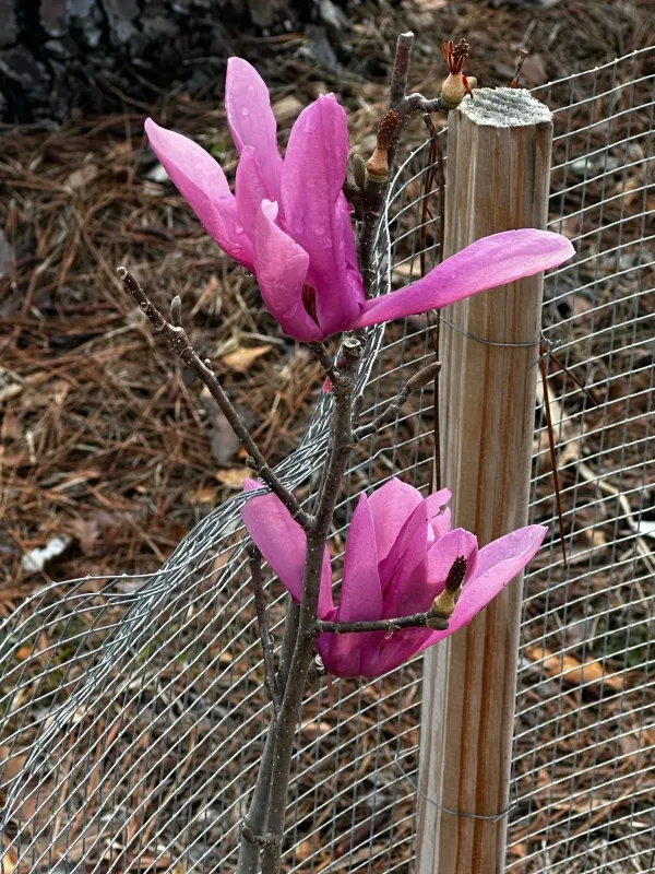Mulan magnolia