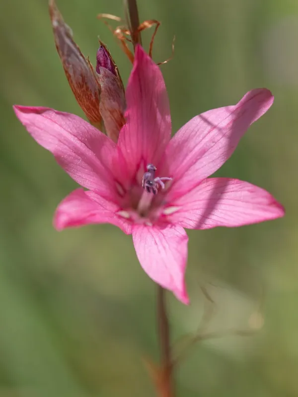 Dierama dracomontanum