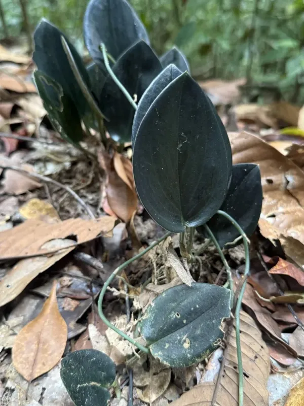 Scindapsus treubii