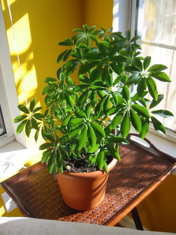 Schefflera hybrid