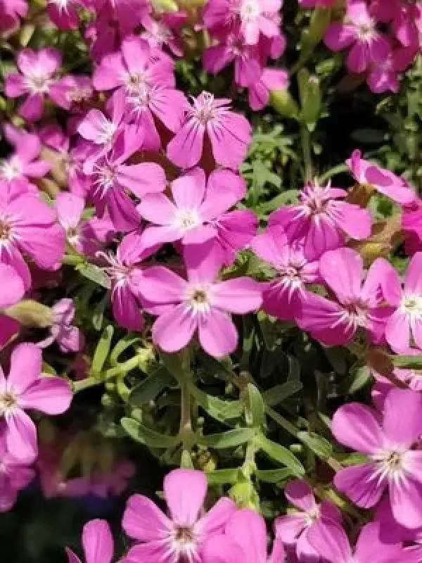 Hybrid soapwort