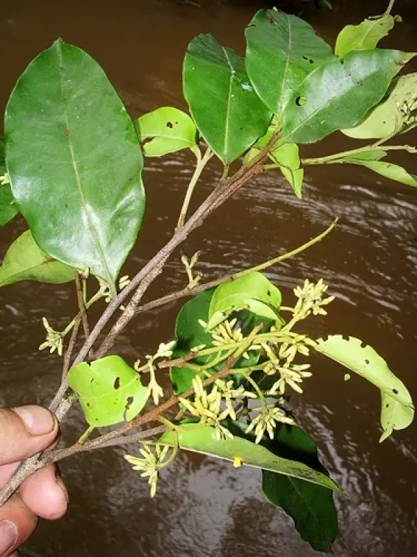 Aspidosperma rigidum