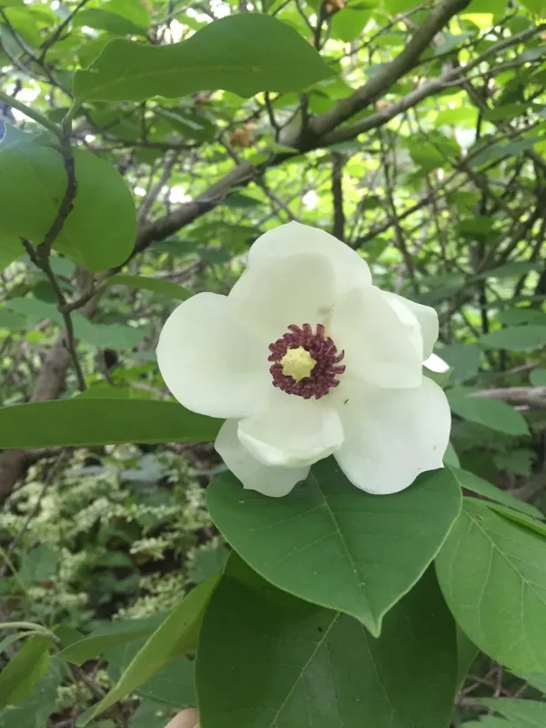 Магнолія Зібольда