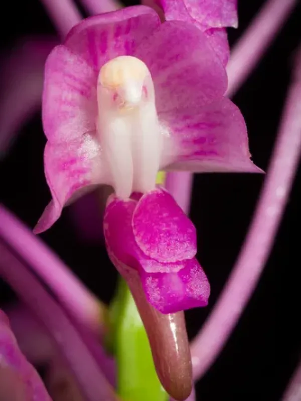 Aerides leeana