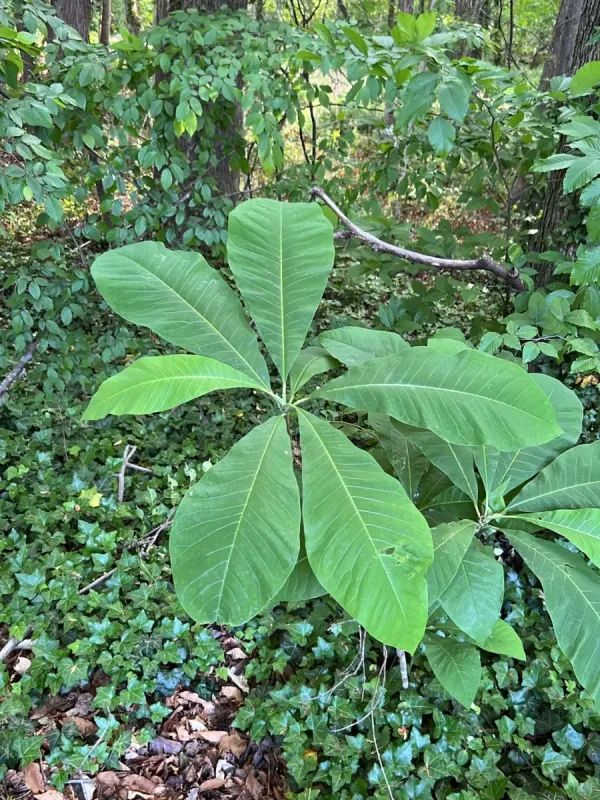 Umbrella magnolia