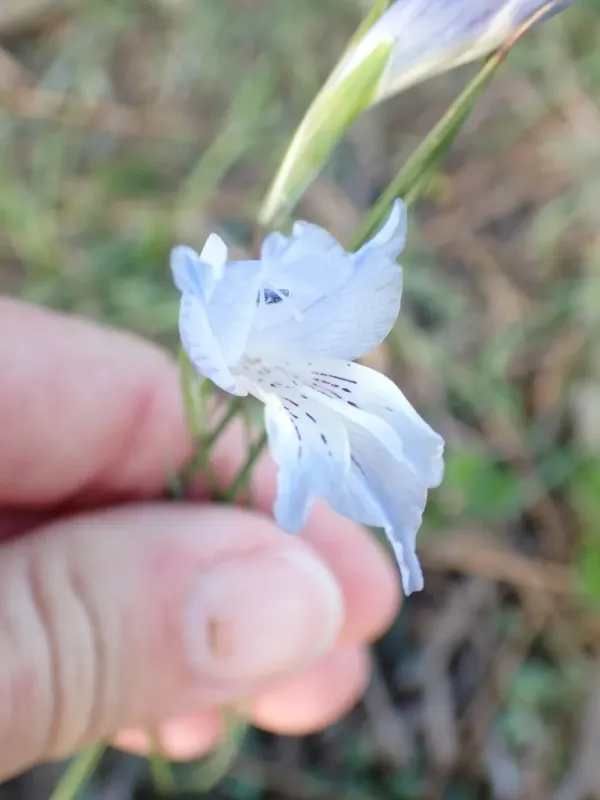 Gladiolus gracilis