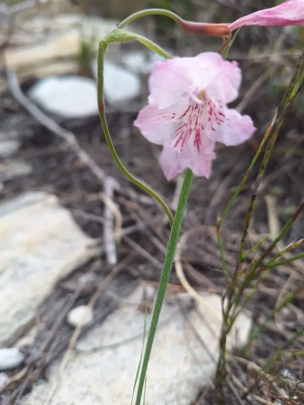 Hairy gladiolus