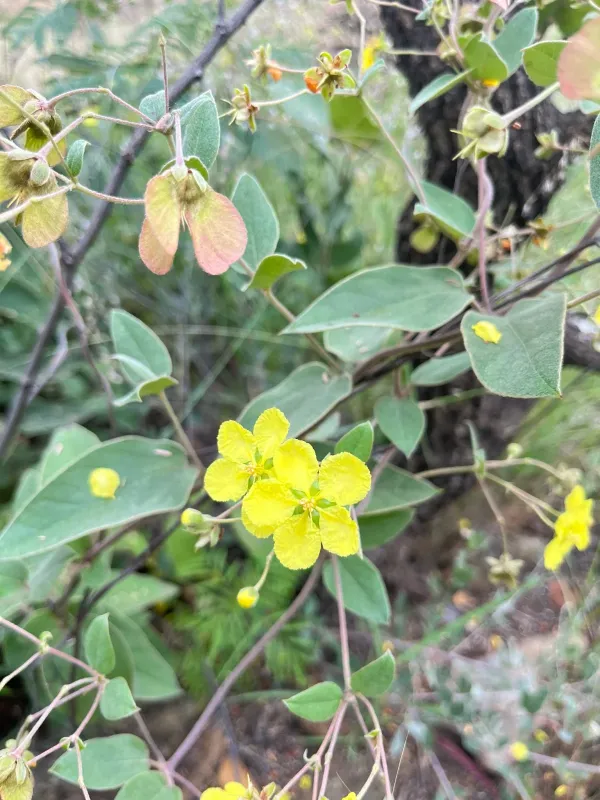 Sphedamnocarpus pruriens